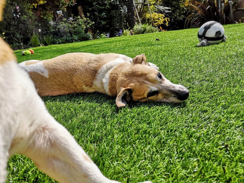 dog lying on artifical lawn