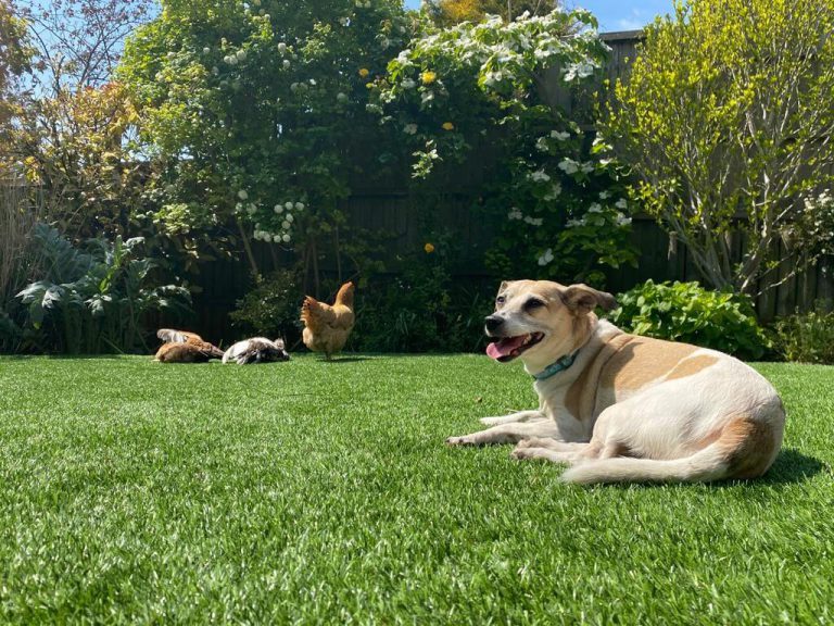 Artificial lawn with dog and chickens