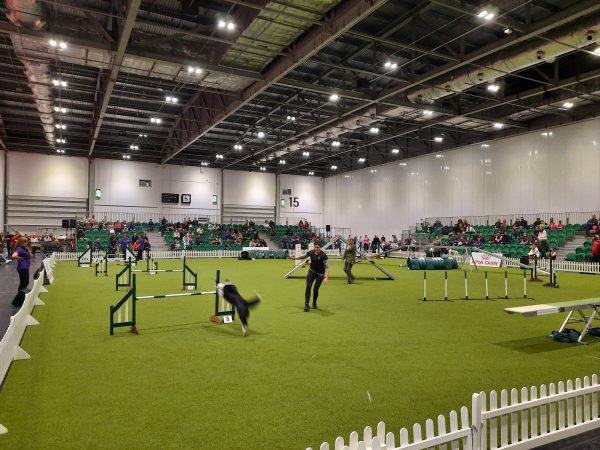 Pedigree EX-Crufts 15mm Artificial Grass